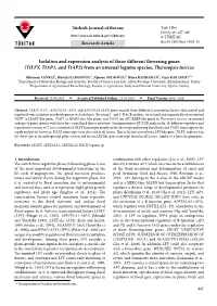Isolation and Expression Analysis of Three Different Flowering Genes (Ttlfy, Ttap1, and Ttap2) from an Unusual Legume Species, Thermopsis Turcica