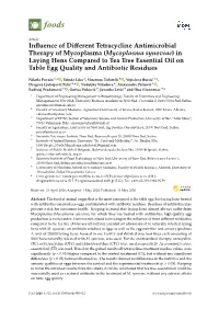 (Mycoplasma Synoviae) in Laying Hens Compared to Tea Tree Essential Oil on Table Egg Quality and Antibiotic Residues