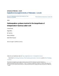 Oxidosqualene Cyclases Involved in the Biosynthesis of Triterpenoids in Quercus Suber Cork