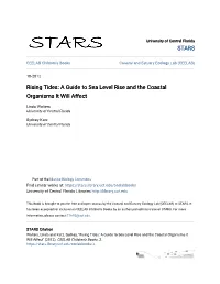Rising Tides: a Guide to Sea Level Rise and the Coastal Organisms It Will Affect