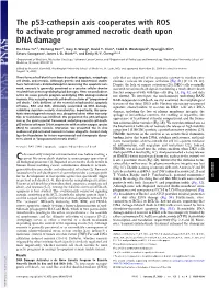 The P53-Cathepsin Axis Cooperates with ROS to Activate Programmed Necrotic Death Upon DNA Damage