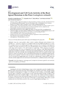 Development and Cell Cycle Activity of the Root Apical Meristem in the Fern Ceratopteris Richardii