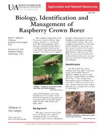 Raspberry Crown Borer