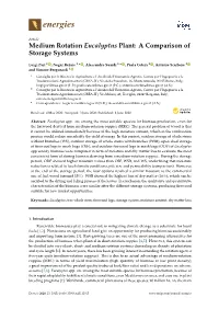Medium Rotation Eucalyptus Plant: a Comparison of Storage Systems