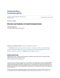 Structure and Evolution of Lizard Immunity Genes