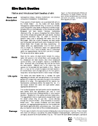 Native and Introduced Bark Beetles of Elm Figure 1