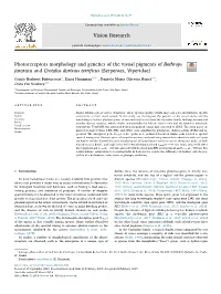 Photoreceptors Morphology and Genetics of the Visual Pigments Of