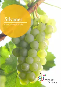 Silvaner Subtle, Shapely & Stylish