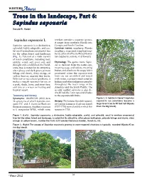 Trees in the Landscape, Part 6: Sapindus Saponaria Donald R