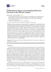 Understanding Molecular Functions of the SMC5/6 Complex