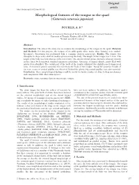Morphological Features of the Tongue in the Quail (Coturnix Coturnix Japonica)