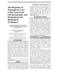 The Diagnosis of Trigonitis in Cows Using Transrectal Ultrasonography