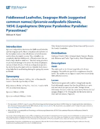 Fiddlewood Leafroller, Seagrape Moth (Suggested Common Names)