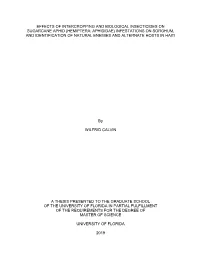 University of Florida Thesis Or Dissertation Formatting Template