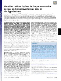 Ultradian Calcium Rhythms in the Paraventricular Nucleus and Subparaventricular Zone in the Hypothalamus