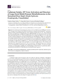 Cadmium Uptake, MT Gene Activation and Structure of Large-Sized Multi