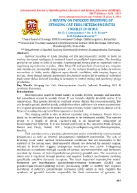 A REVIEW on INDUCED BREEDING of STINGING CAT FISH, HETEROPNEUSTES FOSSILIS in INDIA Dr