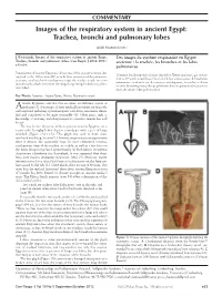 Images of the Respiratory System in Ancient Egypt: Trachea, Bronchi and Pulmonary Lobes