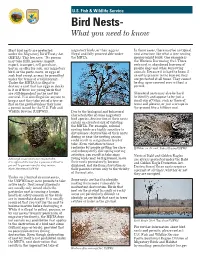 Bird Nests- What You Need to Know