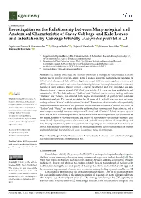 Investigation on the Relationship Between Morphological And