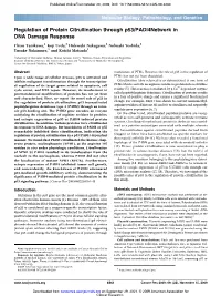 Regulation of Protein Citrullination Through P53/PADI4 Network in DNA Damage Response