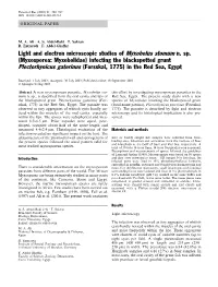 Light and Electron Microscopic Studies of Myxobolus Stomum N. Sp