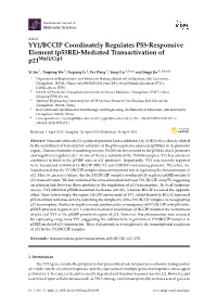 YY1/BCCIP Coordinately Regulates P53-Responsive Element (P53re)-Mediated Transactivation of P21waf1/Cip1