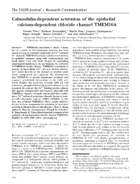 Calmodulin-Dependent Activation of the Epithelial Calcium-Dependent Chloride Channel TMEM16A