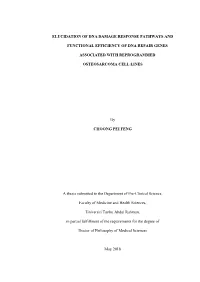 Elucidation of Dna Damage Response Pathways And