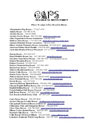 Where to Adopt a Pure Breed in Illinois