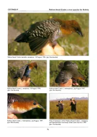 Rufous-Faced Crake Laterallus Xenopterus