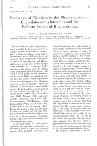 Palmate Leaves of Rhapis Excelsa
