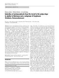 Induction of Metamorphosis from the Larval to the Polyp Stage Is Similar in Hydrozoa and a Subgroup of Scyphozoa (Cnidaria, Semaeostomeae)