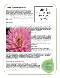 2019 Is the Year of the Dahlia