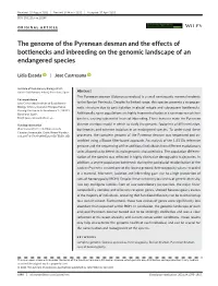 The Genome of the Pyrenean Desman and the Effects of Bottlenecks and Inbreeding on the Genomic Landscape of an Endangered Species