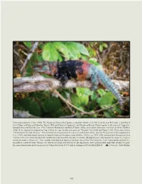 Ctenosaura Defensor (Cope, 1866)