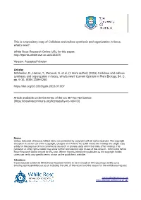 Cellulose and Callose Synthesis and Organization in Focus, What's New?