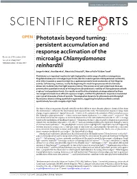 Phototaxis Beyond Turning: Persistent Accumulation and Response