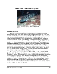 15 Lingcod, Ophiodon Elongatus