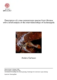 Description of a New Osteostracan Species from Ukraine with a Brief Analysis of the Interrelationships of Scolenaspida