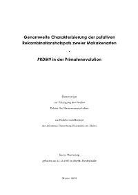 PRDM9 in Der Primatenevolution