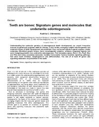 Teeth Are Bones: Signature Genes and Molecules That Underwrite Odontogenesis