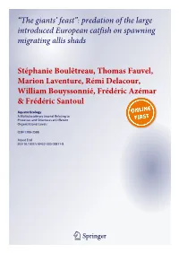 Predation of the Large Introduced European Catfish on Spawning Migrating Allis Shads