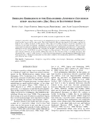 Juniperus Oxycedrus Subsp