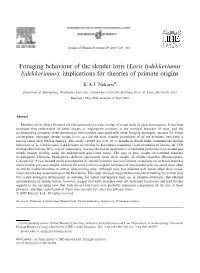 Foraging Behaviour of the Slender Loris (Loris Lydekkerianus Lydekkerianus): Implications for Theories of Primate Origins