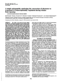 C-Carotene Is Transcriptionally Regulated During Tomato