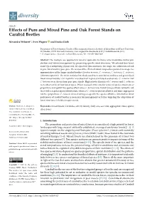 Effects of Pure and Mixed Pine and Oak Forest Stands on Carabid Beetles