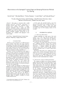 Observations on the Springtail Leaping Organ and Jumping Mechanism Worked by a Spring