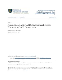 Cranial Morphological Distinctiveness Between Ursus Arctos and U