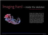 Imaging Hard – Inside the Skeleton Timothy G